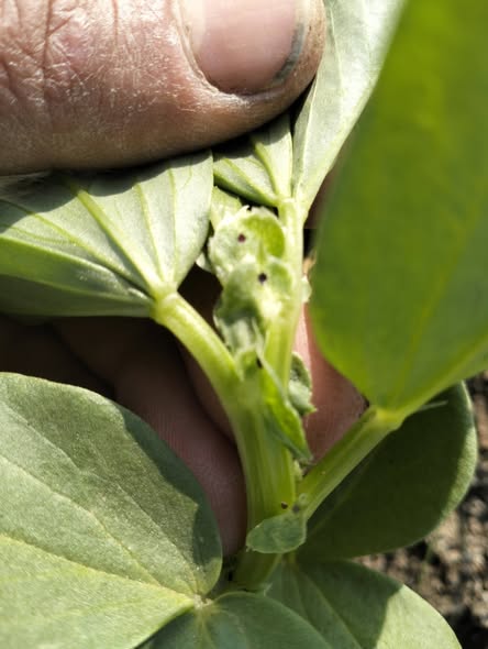 السلام عليكم ورحمة الله وبركاته ممكن تشخيص المرض والعلاج بعد إذنكم